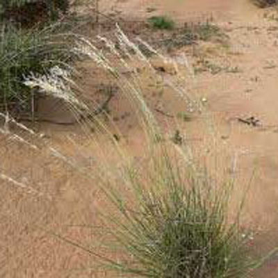 Tall Bushman Grass