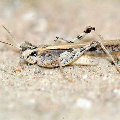Insubricus  Grasshopper