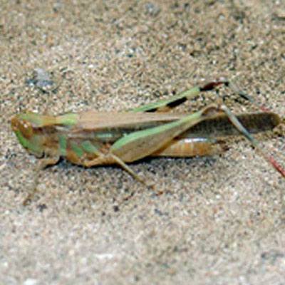 Puissanti  Grasshopper