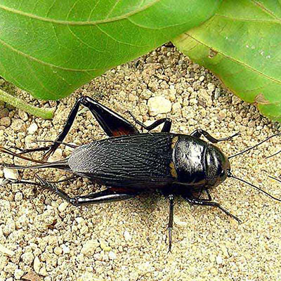 Field Cricket