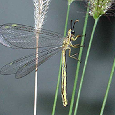 Qatar E Nature Categories Net Winged Insects