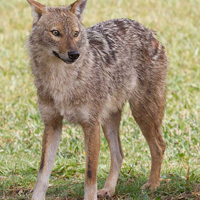 Golden Jackal, Asiatic Jackal