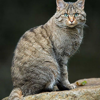 Wild Cat