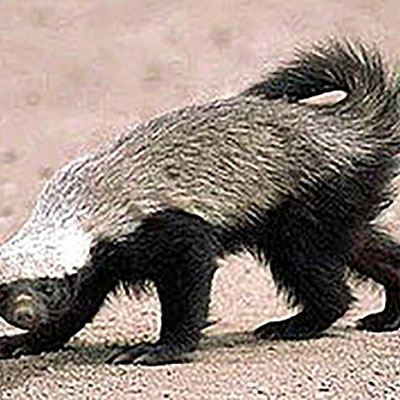 Honey Badger, Ratel