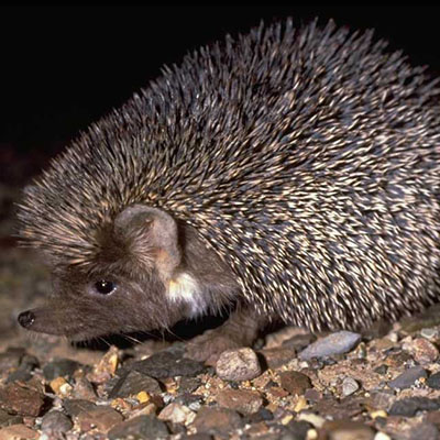 Ethiopian Hedgehog, Desert Hedgehog