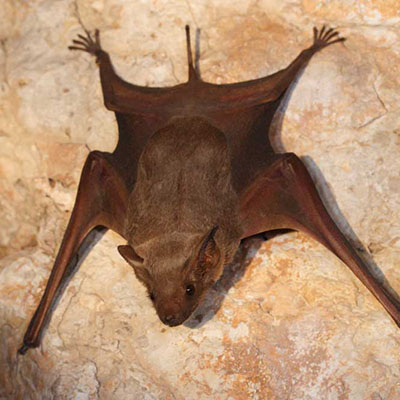 Naked-bellied Tomb Bat