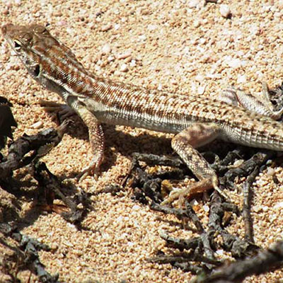 Arnold’s Fringe-Toed Lizard