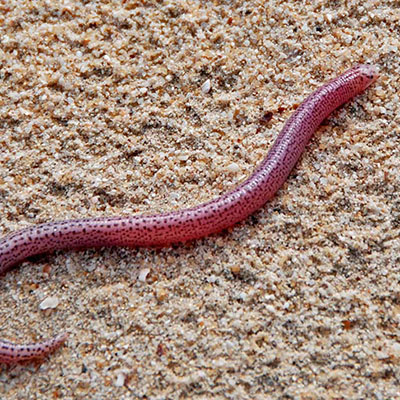 Zarundnyi´s Worm Lizard