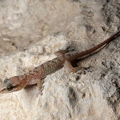 Persian Leaf-Toed Gecko