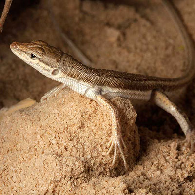 Hadramaut Sand Lizard