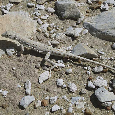 Blanford&#8217;s Short-Nosed Desert Lizard