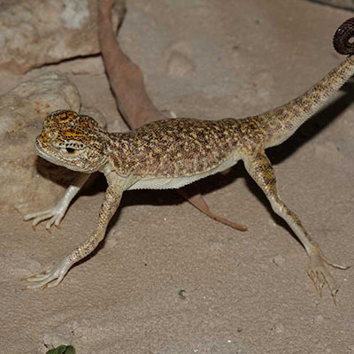 Arabian Toad-head Agama