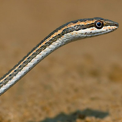 Afro-Asian Sand Snake