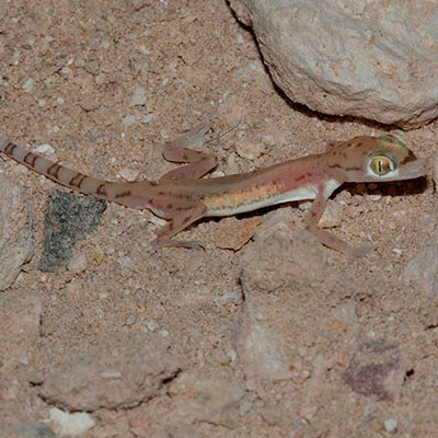 Arabian Sand Gecko
