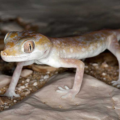Slevin´s Sand Gecko