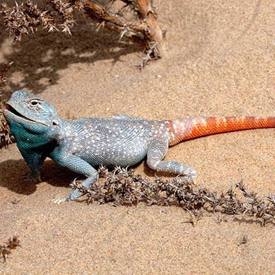 Yellow-Spotted Agama