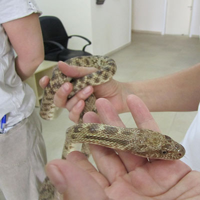 Clifford&#8217;s Diadem Snake