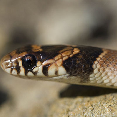 Crowned Dwarf Snake