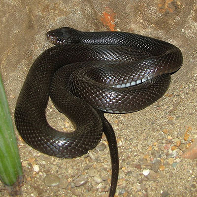 Desert Black Snake