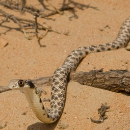 Hooded Malpolon (False Cobra)