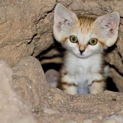 Sand Cat