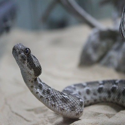 Sindh Saw-Scaled Viper