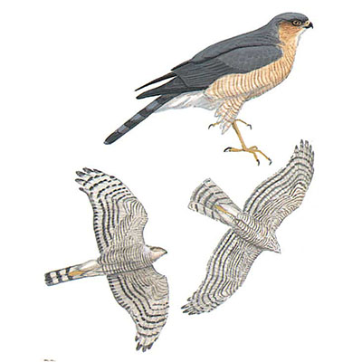 Sparrowhawk, Eurasian