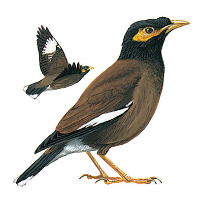 Mynah, Common