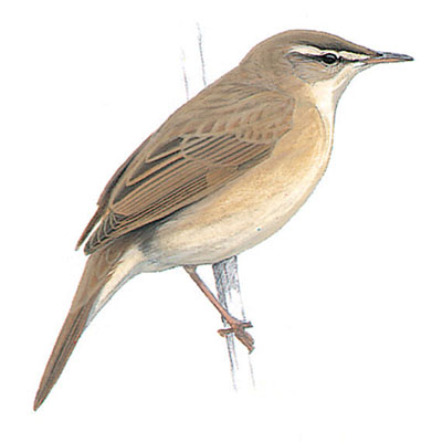 Warbler, Paddyfield