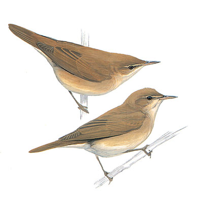 Reed Warbler, Eurasian Reed