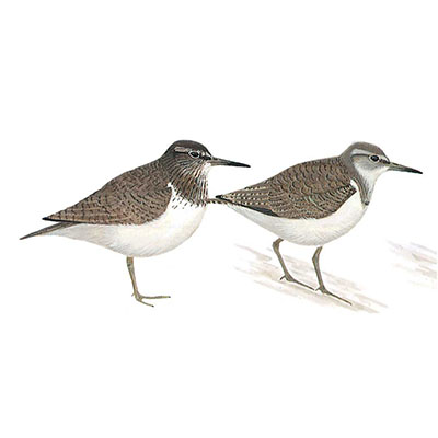 Sandpiper, Common