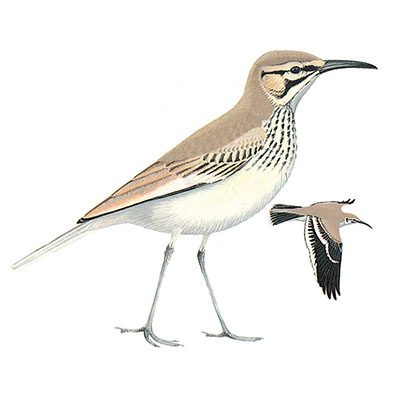 Hoopoe-Lark, Greater