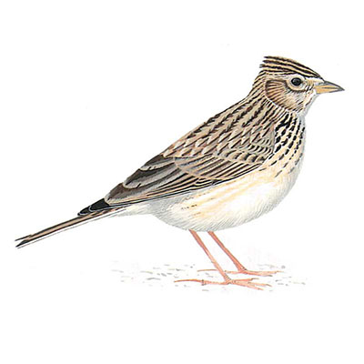 Skylark, Eurasian