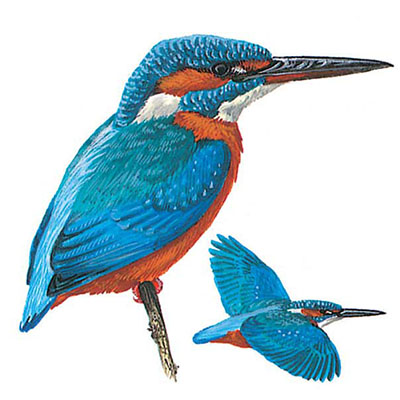 Kingfisher, Common