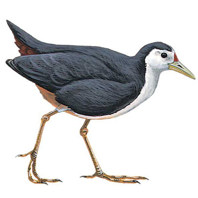 Waterhen, White-breasted
