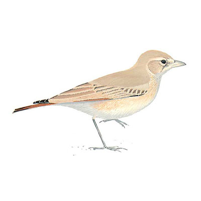 Lark, Bar-tailed