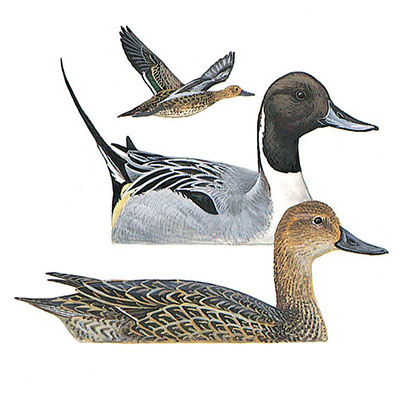 Pintail, Northern