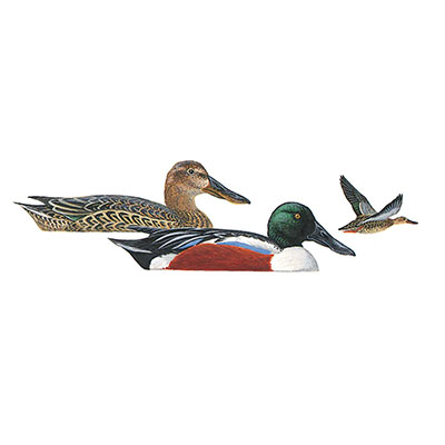 Shoveler, Northern