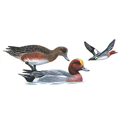 Wigeon, Eurasian