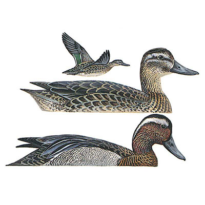 Garganey