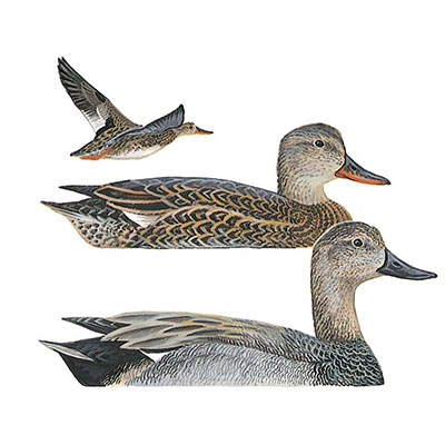 Gadwall