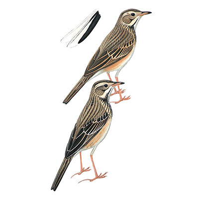 Pipit, Richard&#8217;s