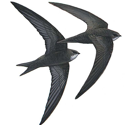 Swift, Common