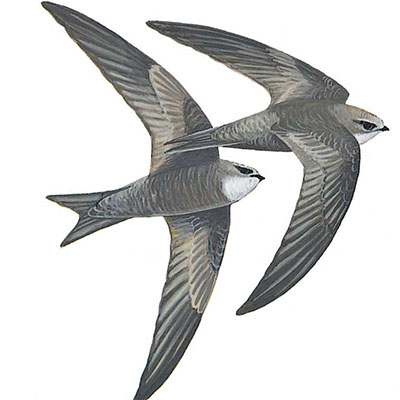 Swift, Pallid