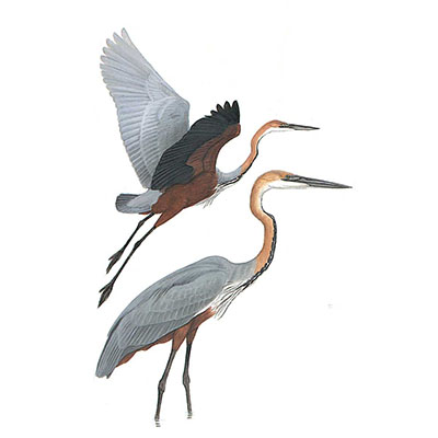 Heron, Goliath