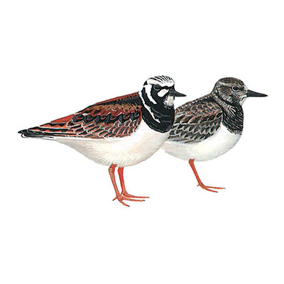 Turnstone, Ruddy