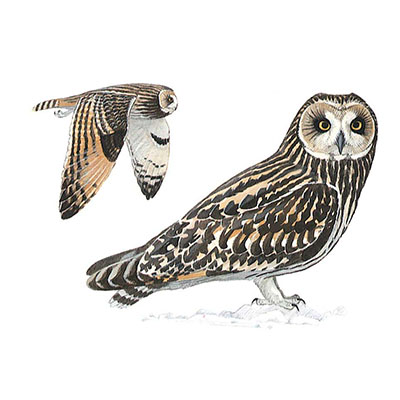 Owl, Short-eared