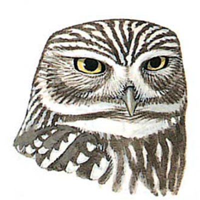 Owl, Little