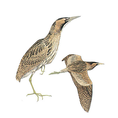 Bittern, Eurasian