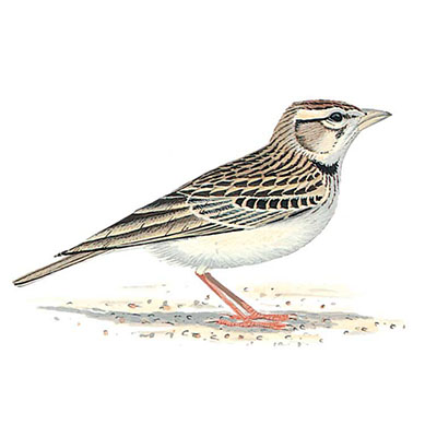 Lark, Greater Short-toed